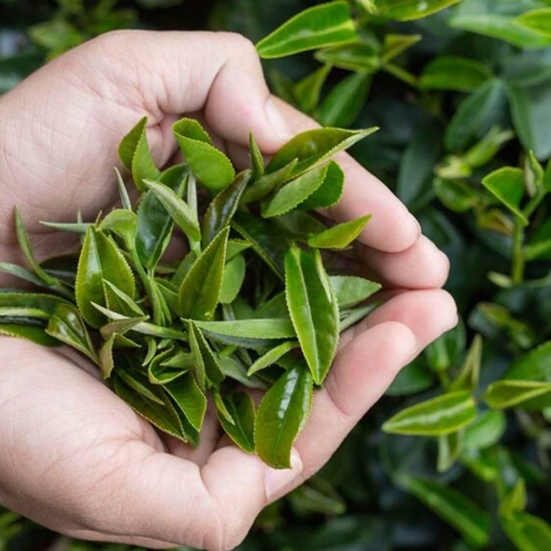 بذر چای 5 عددی