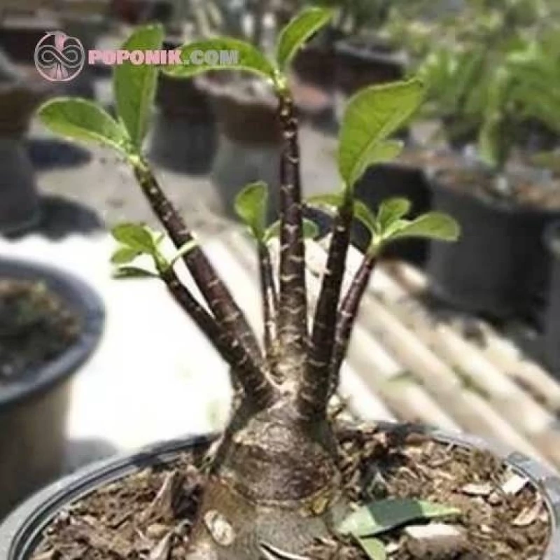 بذر آدنیوم عربیکوم پوست سیاه 2 عددی