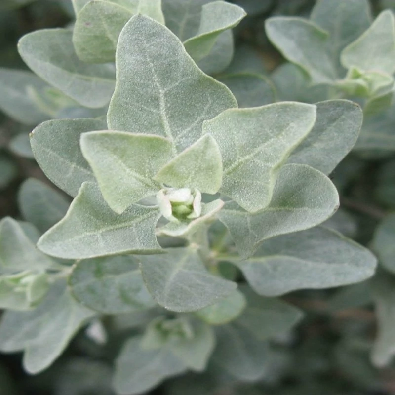 بذر سلمکی بوته ای (آتریپلکس) 10 عددی