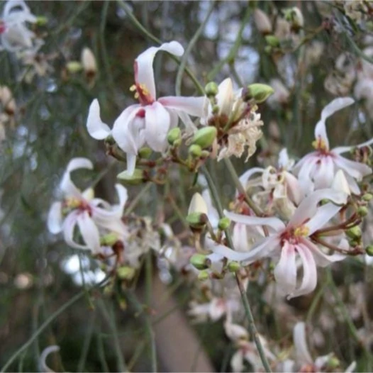 بذر درخت مورینگا پرگرینا 4 عددی