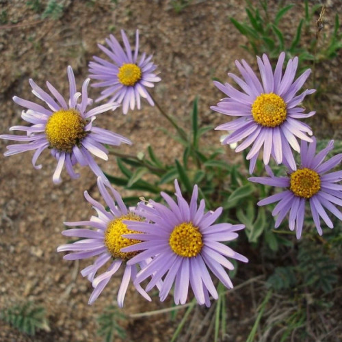 بذر گل ستاره ای وش 10 عددی