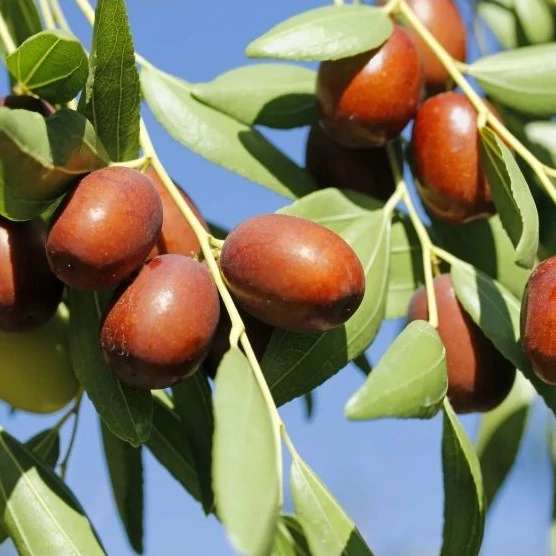 بذر عناب 10 عددی
