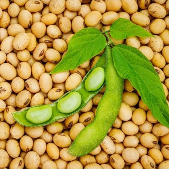 بذر سویا 20 عددی