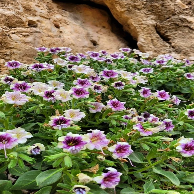 بذر بنگدانه آویزان  10 عددی