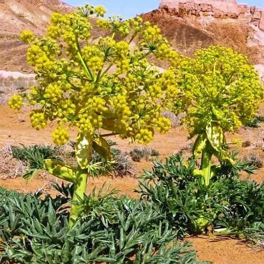 بذر وشا (بیلهر) 1 گرمی