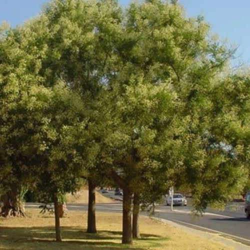 بذر تلخ بیان درختی 5 عددی