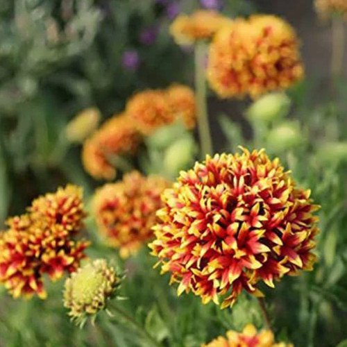 بذر گل سرنوشت الوان (گالاردیا) 50 عددی