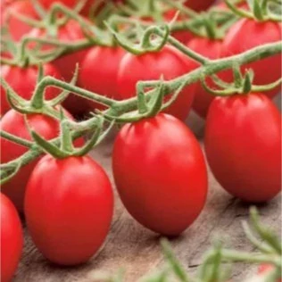 بذر گوجه چری زیتونی قرمز 20 عددی