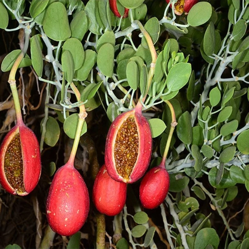 بذر کور گوشتی (کور آویز)  10 عددی