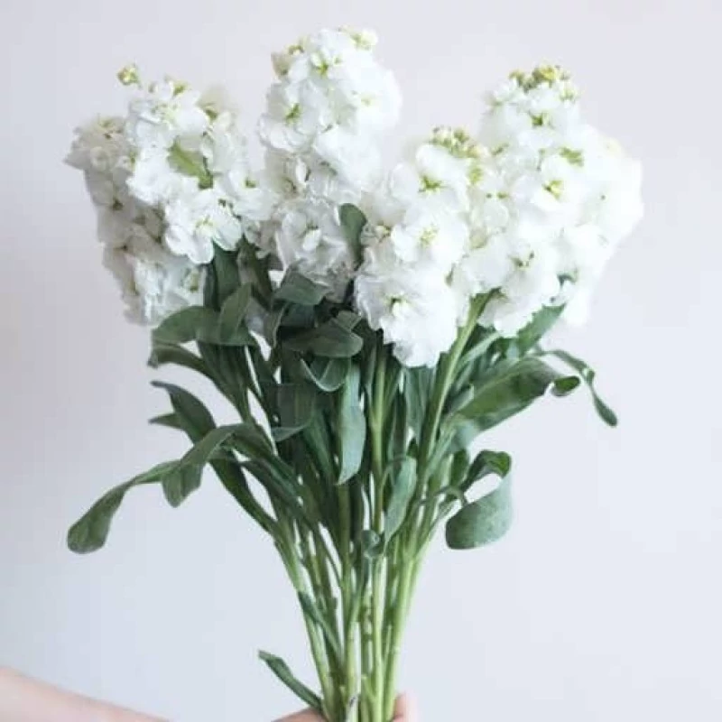 بذر گل صابونی سفید 1 گرمی