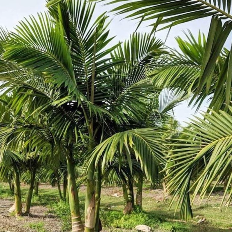 بذر نخل الکساندر2 عددی