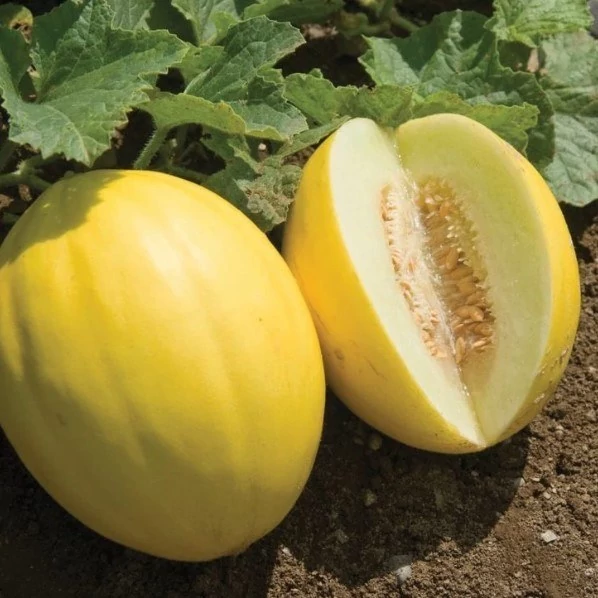 بذر ملون قناری 20 عددی