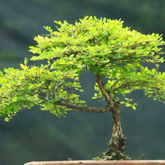 بذر بونسای درخت تلخه بیان 5 عددی