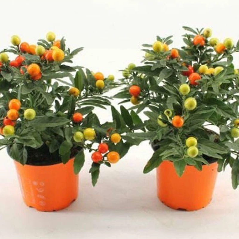 بذر گوجه زینتی 20 عددی