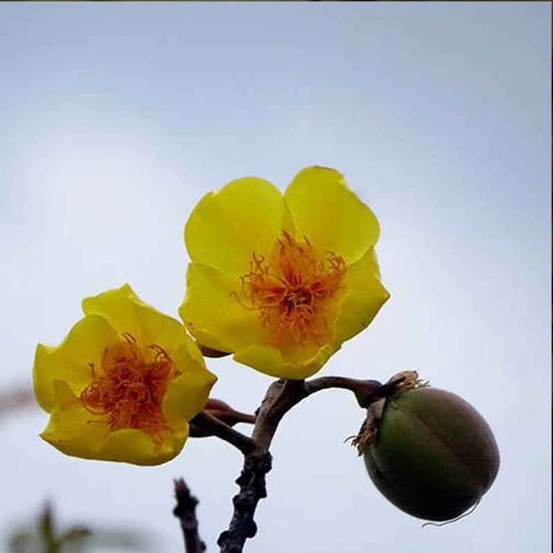 بذر درخت پنبه  10 عددی