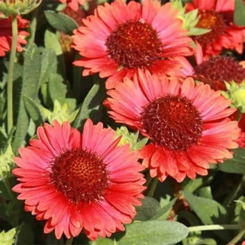 بذر آهار پاکوتاه رزگلد 1 گرمی