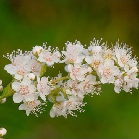 بذر گل عروس سفید 50 عددی