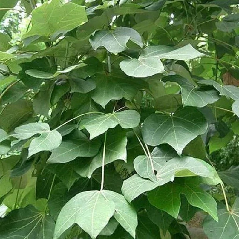 بذر سیدالاشجار 5 عددی
