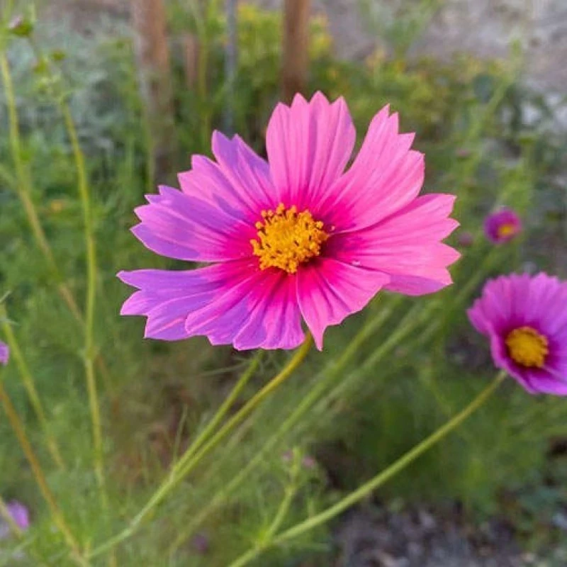 بذر گل شاه اشرفی 10 عددی