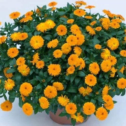 بذر گل همیشه بهار نارنجی 1 گرمی