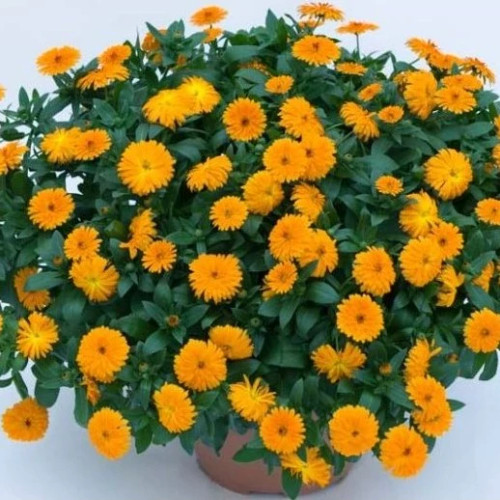 بذر گل همیشه بهار نارنجی 1 گرمی