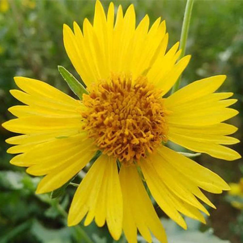 بذر گل پروانه ای 1 گرمی