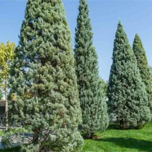 بذر سرو نقره ای ایتالیایی (آریزونا) 2 عددی