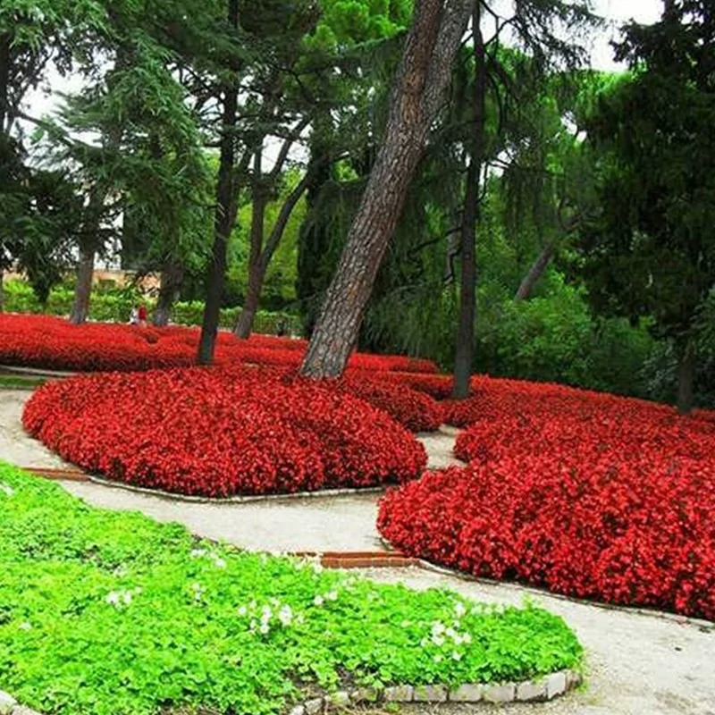 بذر گل قالی جادویی میکس  1 گرمی