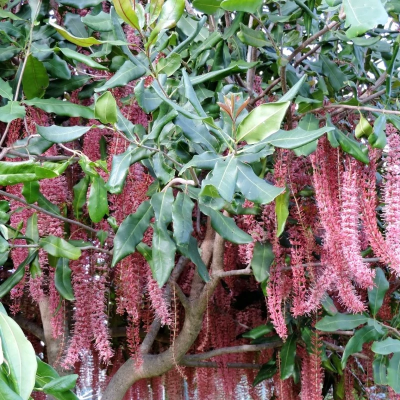 بذر درخت ماکادمیا  2 عددی