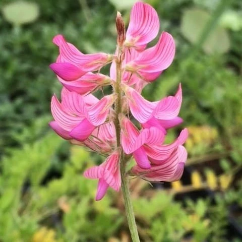 بذر اسپرس (سرده) 10 گرمی