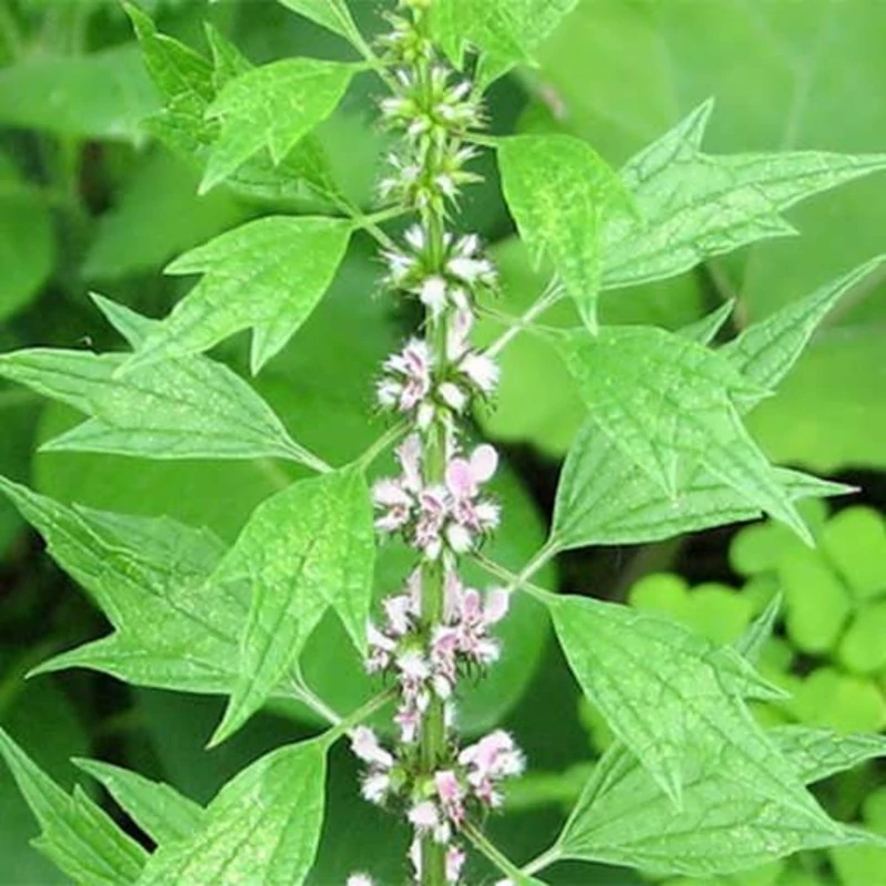 بذر دم شیر 0.5 گرمی