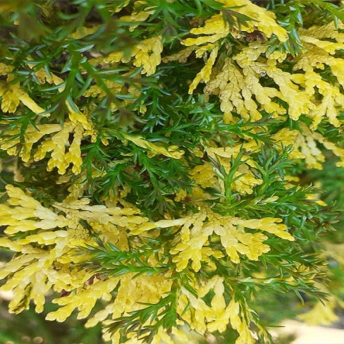 بذر کامیس زعفرانی 10 عددی