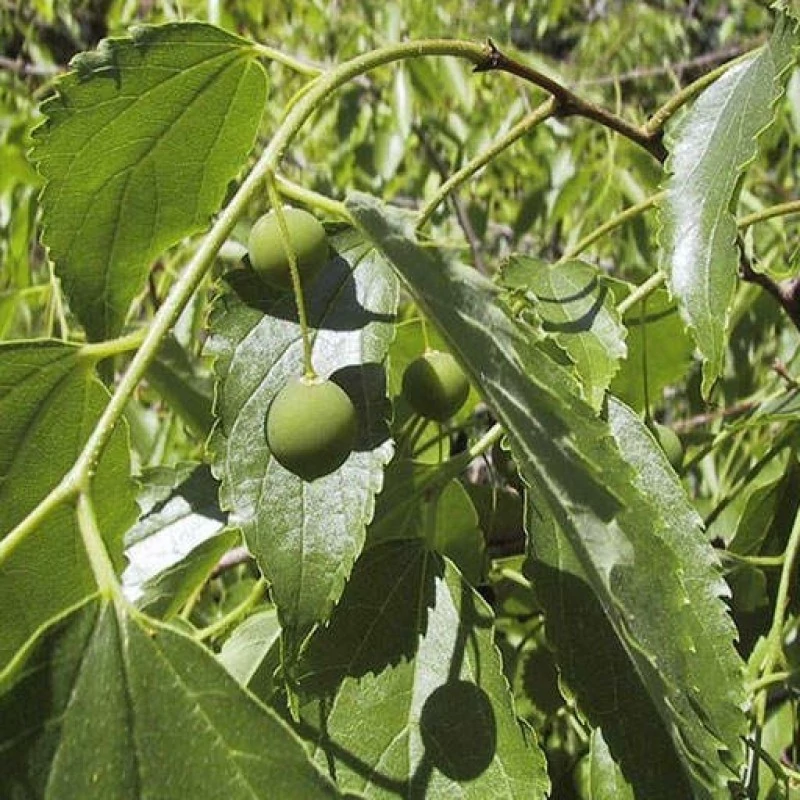بذر داغداغان اروپایی  5 عددی