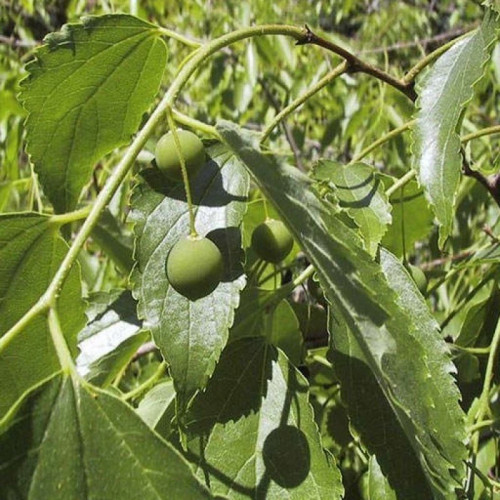 بذر داغداغان اروپایی 5 عددی