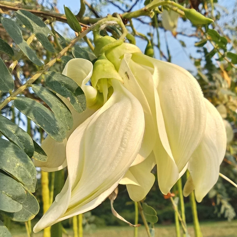 بذر درخت مرغ مگس 2 عددی