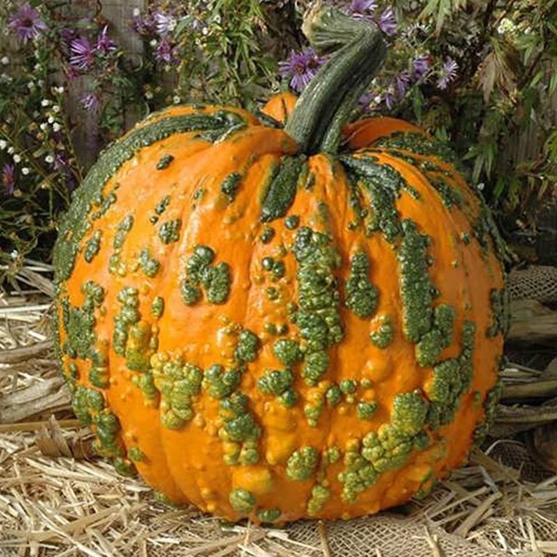 بذر کدو زگیل دار میکس  5 عددی