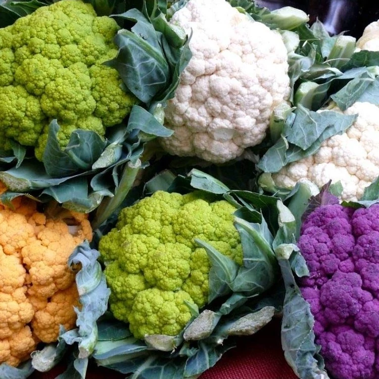 بذر گل کلم میکس 50 عددی