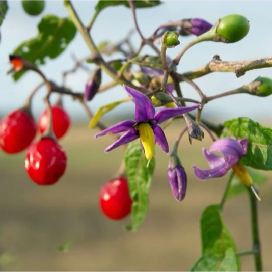 بذر تاجریزی  1 گرمی
