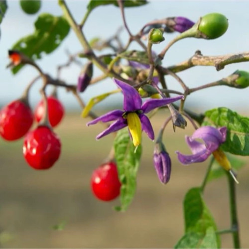 بذر تاجریزی 1 گرمی