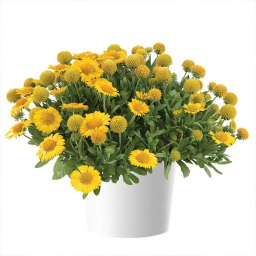 بذر آهار پاکوتاه لیمویی 25 گرمی