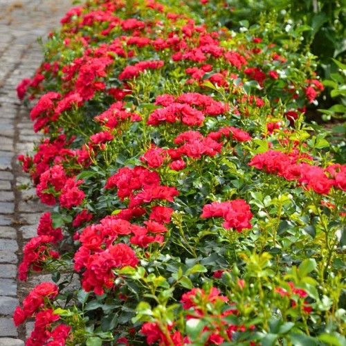 بذر گل قالی 20 عددی
