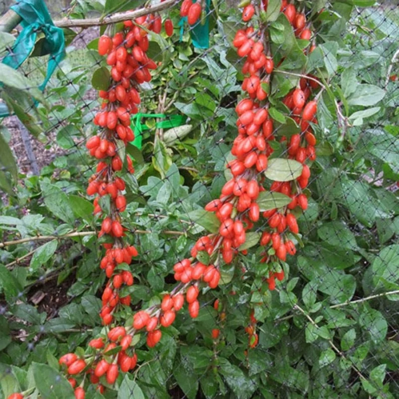 بذر گوجه بری (گیاه دیوخار)  10 عددی