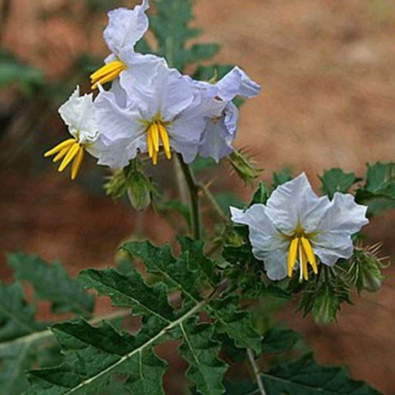 بذر تاجریزی پرخار 20 عددی