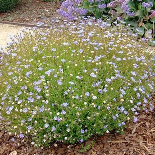 بذر مارگریت پابلند الوان 1 گرمی