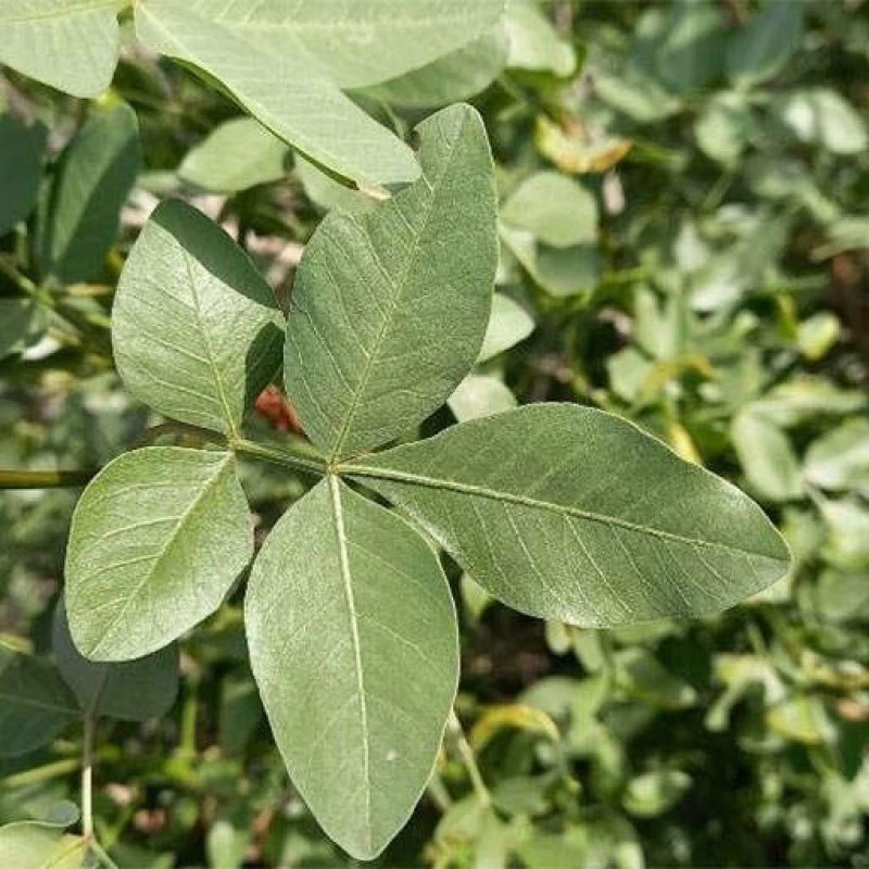 بذر خینجوک 10 عددی