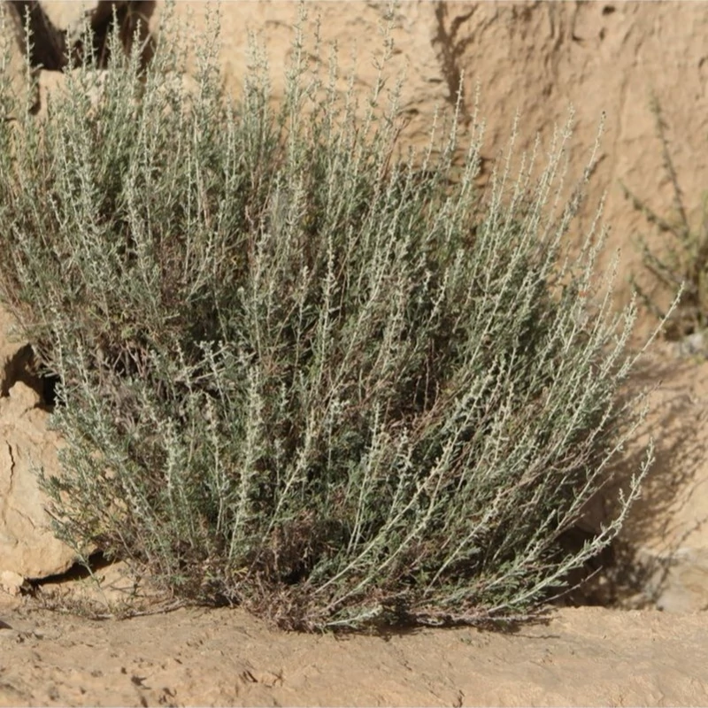 بذر درمنه دشتی 1 گرمی