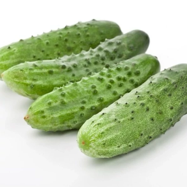 بذر خیار ترشی شمالی 10 عددی