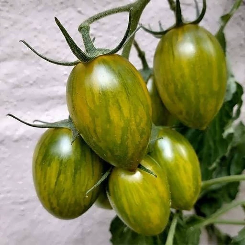 بذر گوجه زیتونی ببری زرد درختی 15 عددی