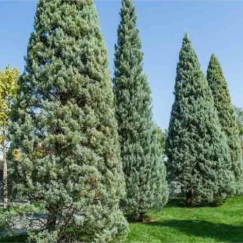 بذر سرو لاوسون 2 عددی