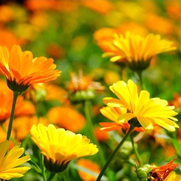 بذر گل همیشه بهار زرد و نارنجی 1 گرمی